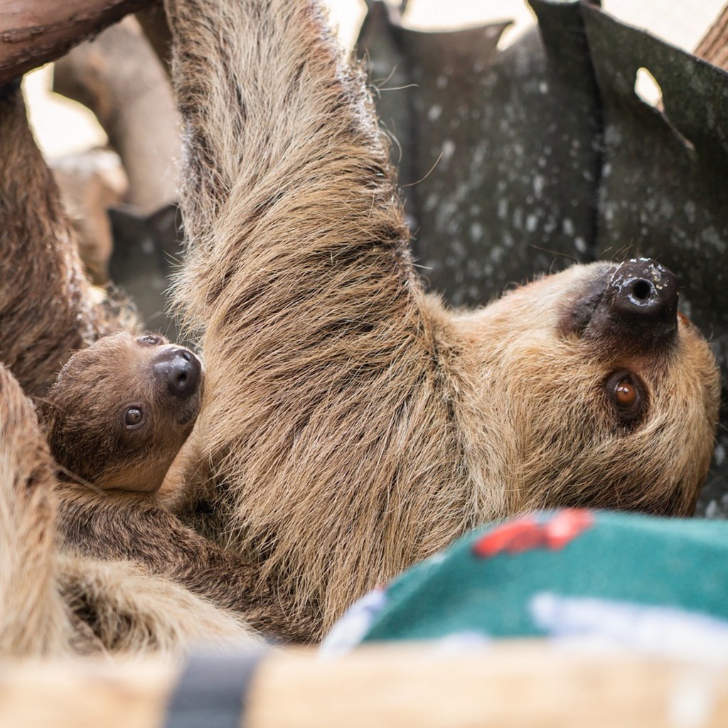 Mother sloth holding her baby 