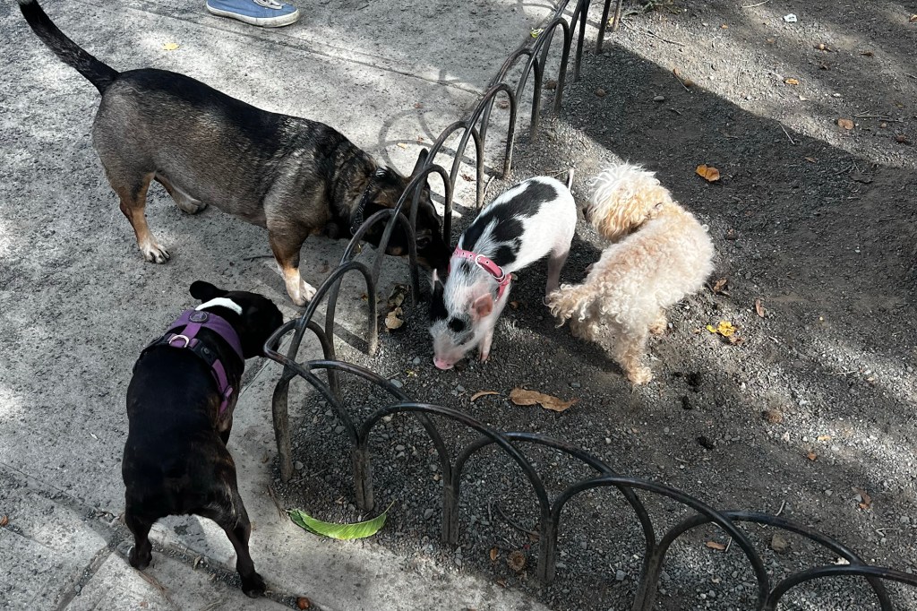 A black and white piglet in a pink harness with three dogs in a fenced-off area.