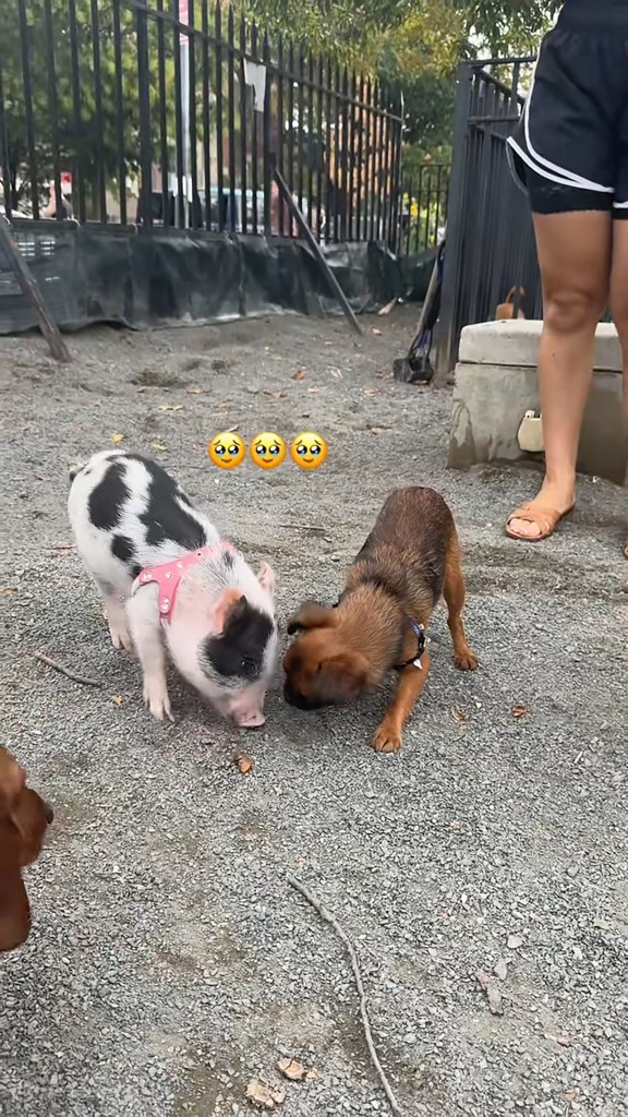 Two puppies and a piglet sniffing the ground.