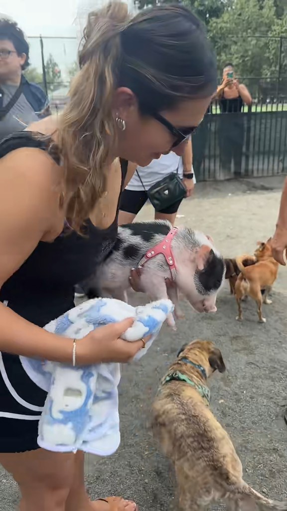 A woman in sunglasses and a black tank top holds a small pig in a pink harness, while two dogs look on.