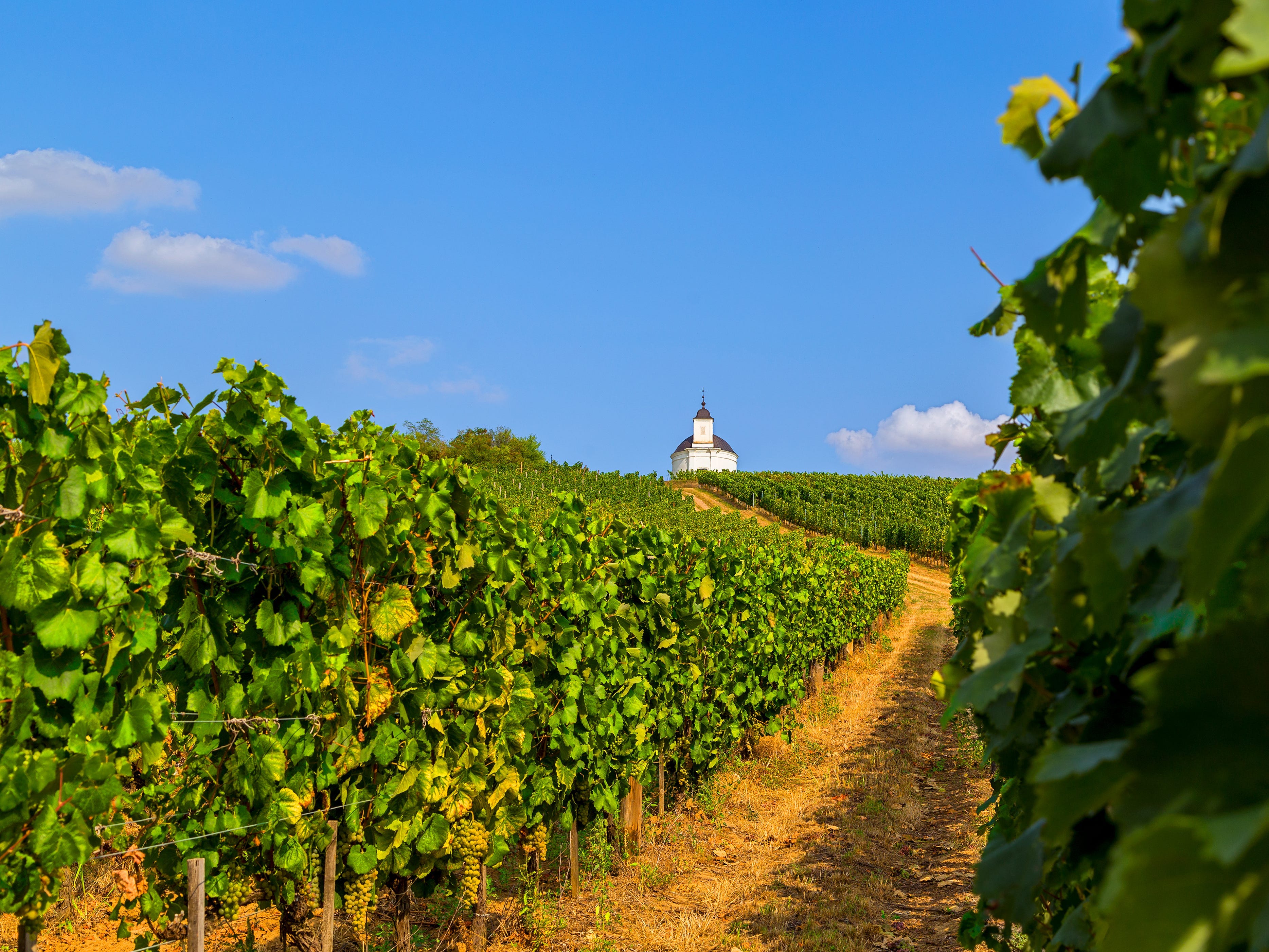 A vineyard in Tokaj, Hungary, with a white chapel in the background.