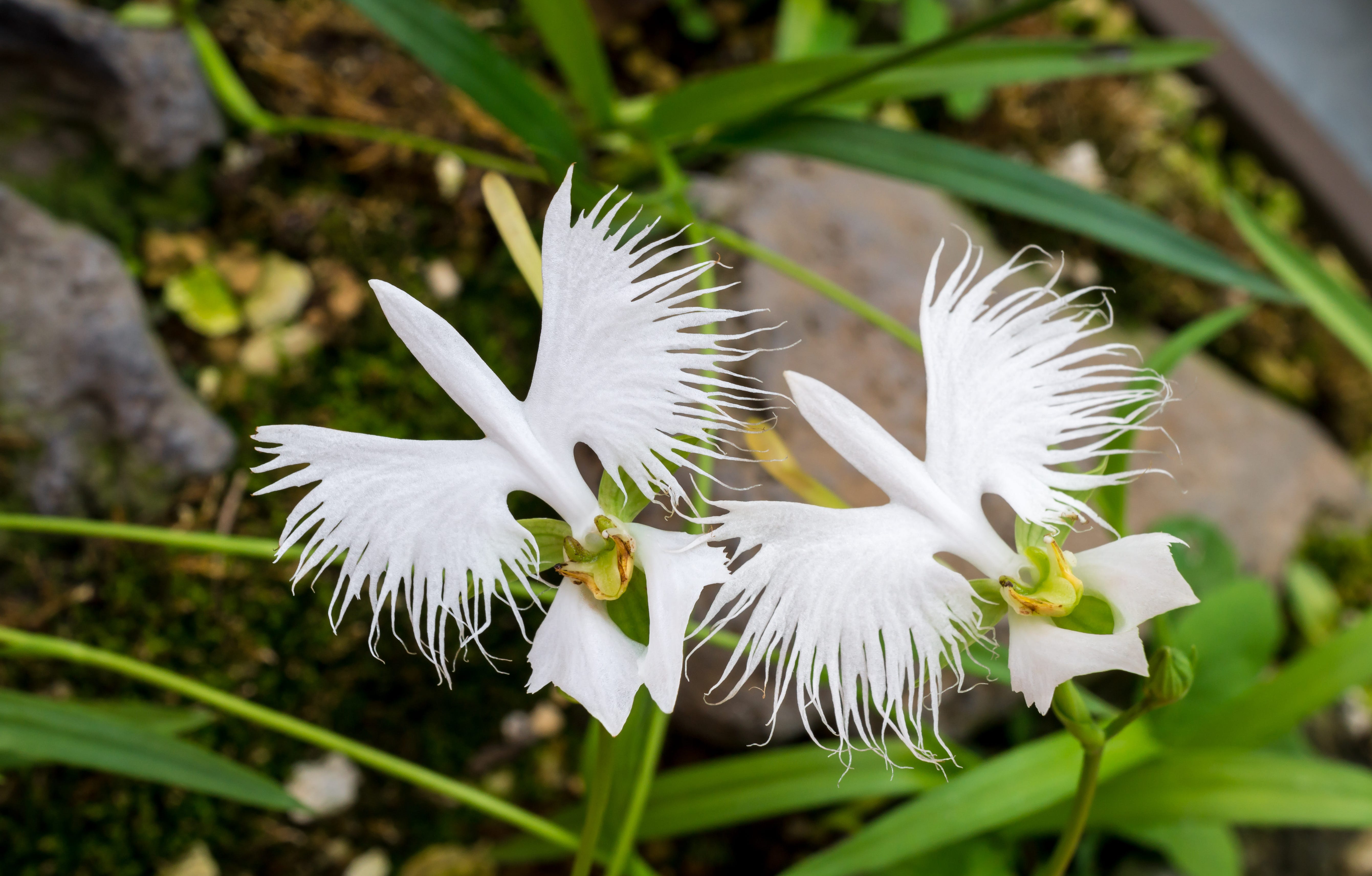 A white orchid that looks like an egret in flight.