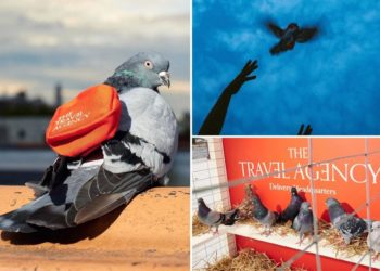 NYC weed dispensary pledges ‘courier pigeon’ delivery service – and the twist is ruffling feathers