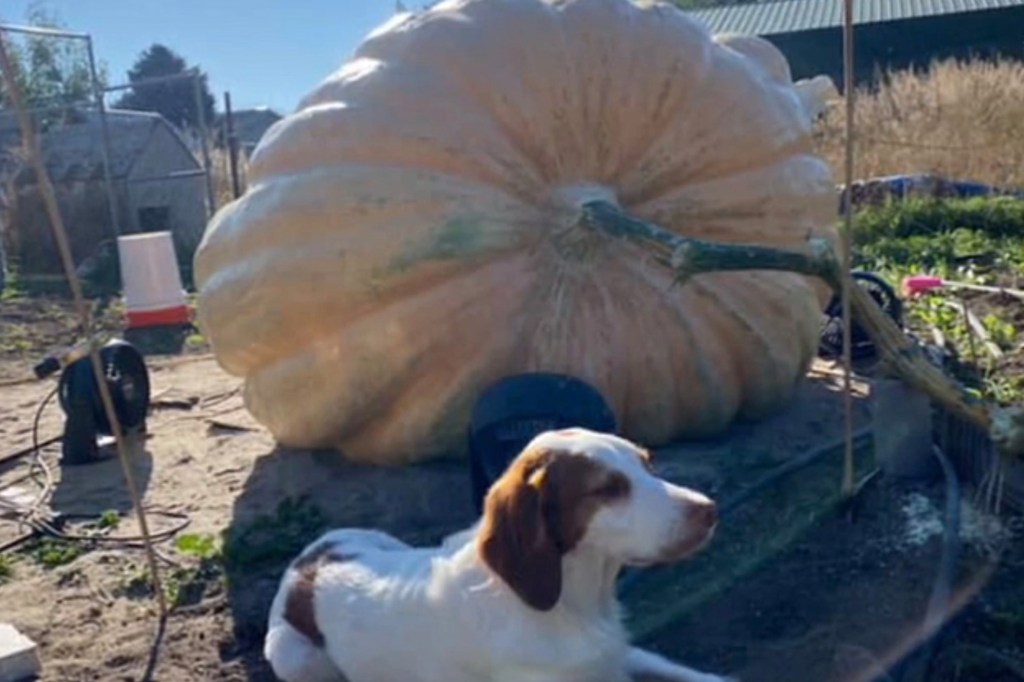 A dog next to a giant pumpkin.