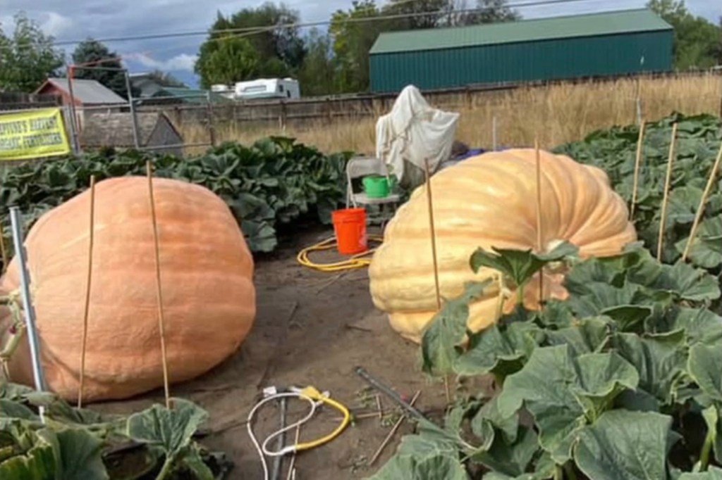 Two large pumpkins in a garden, one orange and one light yellow.