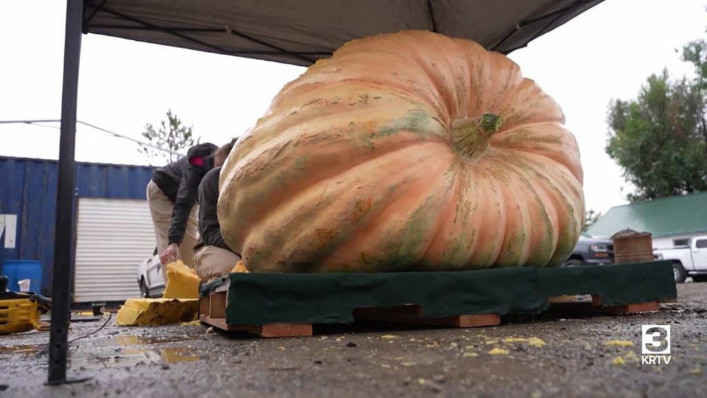 People preparing a giant pumpkin for a contest.