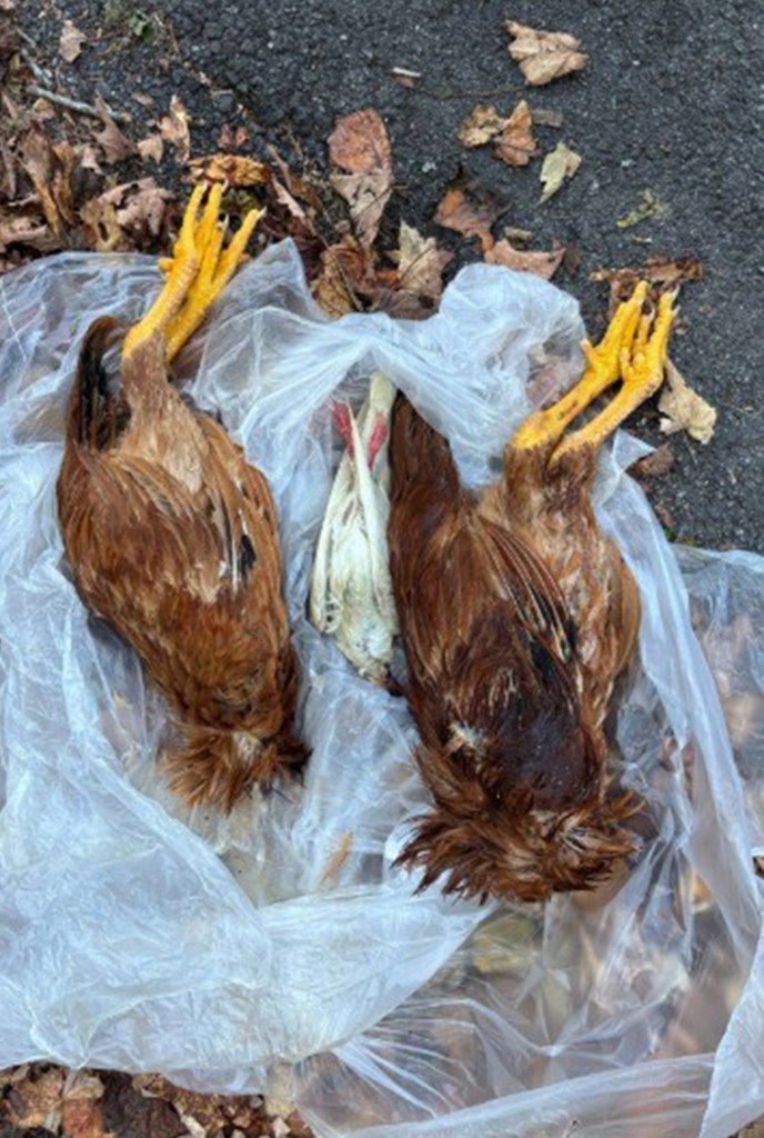 Decapitated roosters and a dove in a clear garbage bag.
