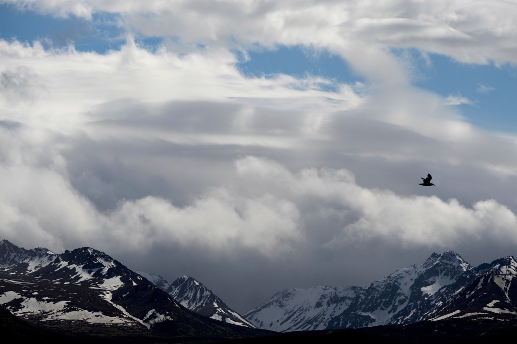 A bird flies near the Chugach Mountains in Anchorage, Alaska.