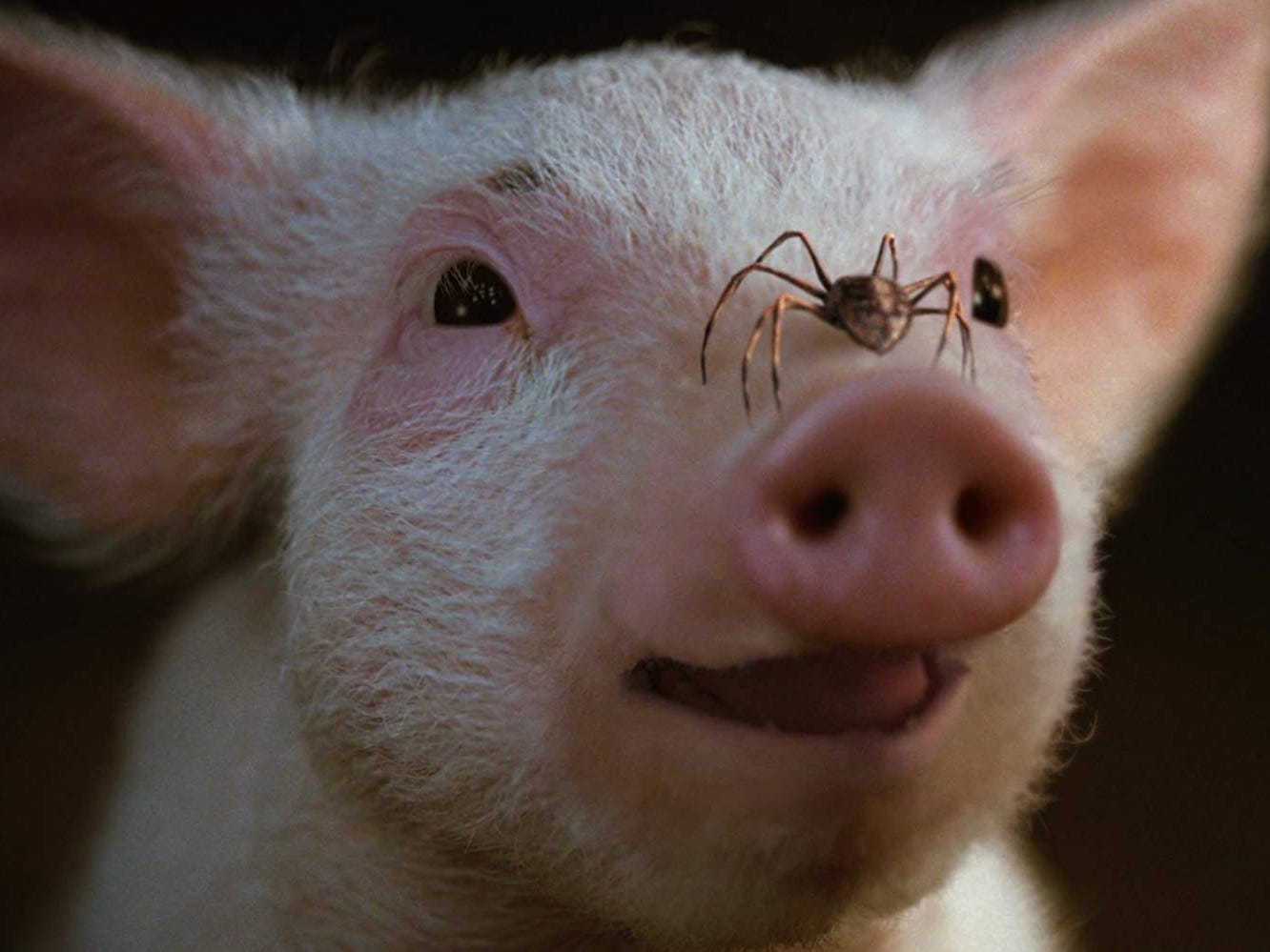 charlottes web