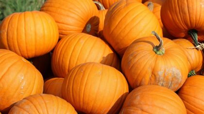 Harvest Nights fall festival coming to west Phoenix this month