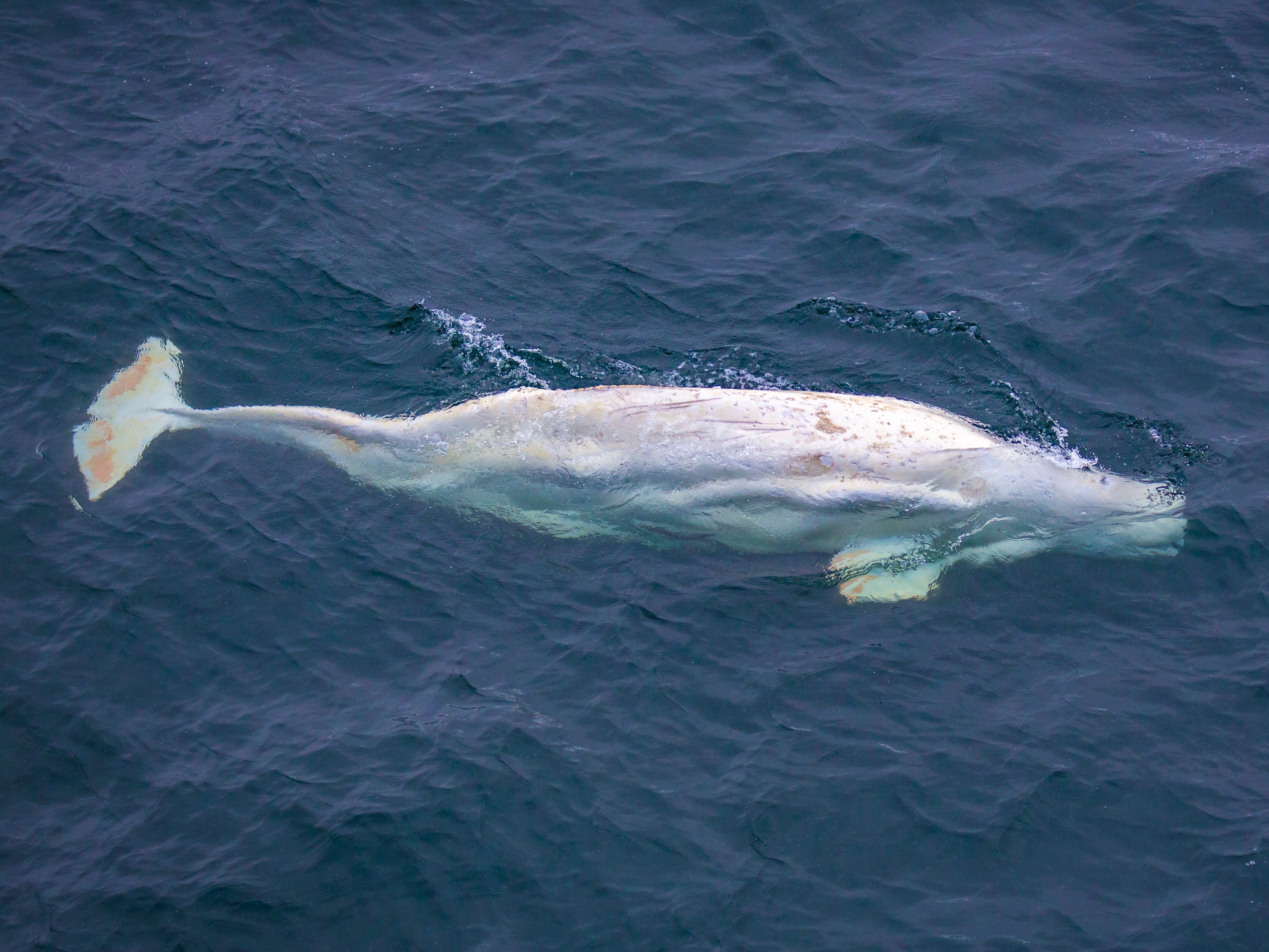 beluga whale in Svalbard
