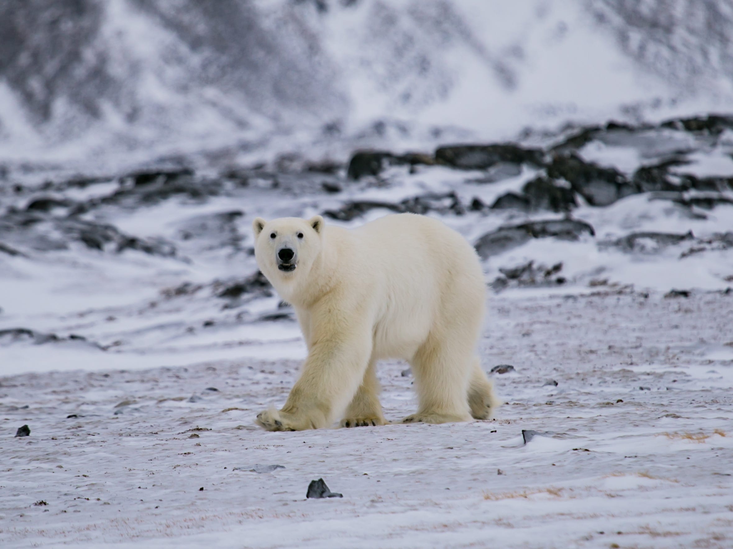 polar bear longyearbyen