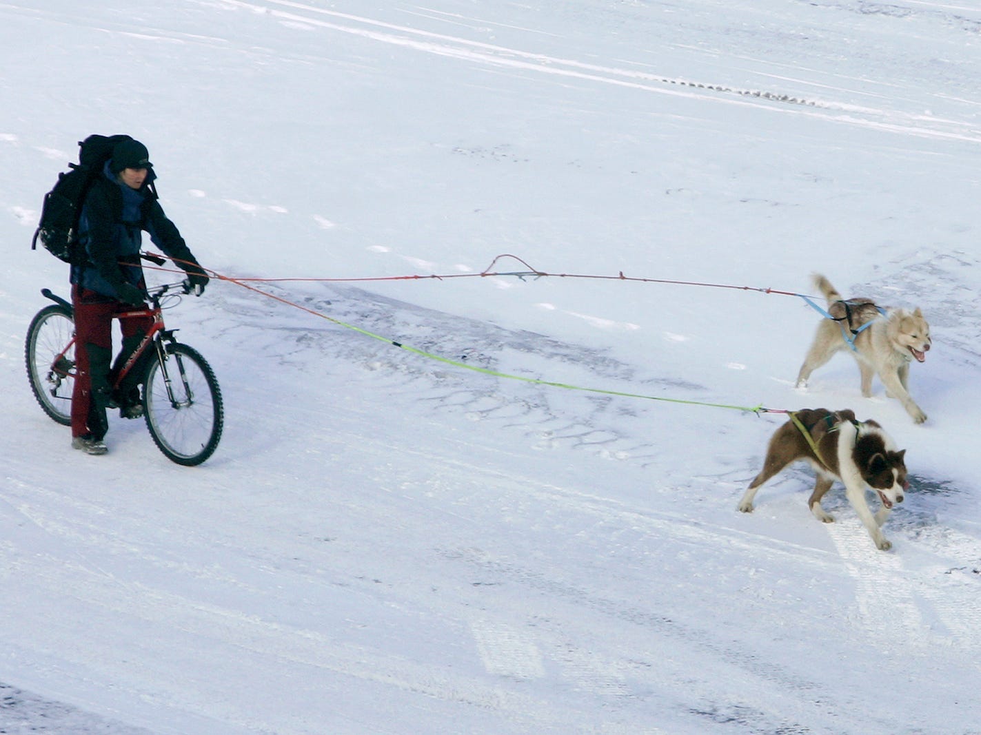 A cyclist gets pulled by two dogs through the streets of the Norwegian Arctic town of Longyearbyen April 25, 2007.