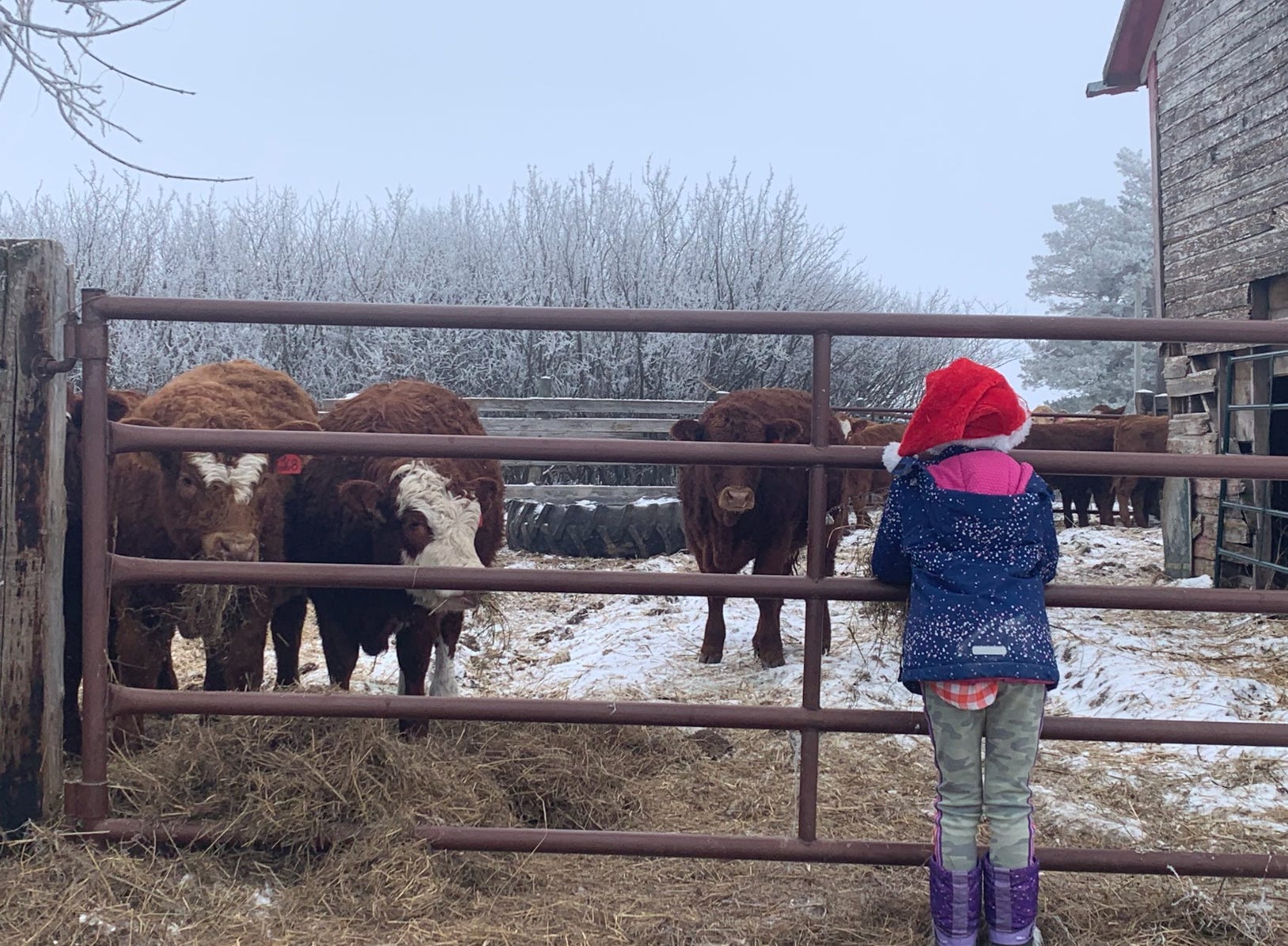 The writer's daughter with calves on their farm in the wintertime.