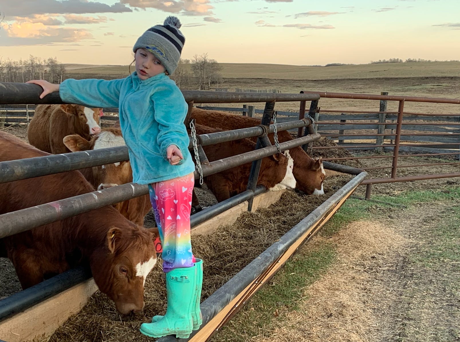 The writer's daughter feeding baby calves on a farm.