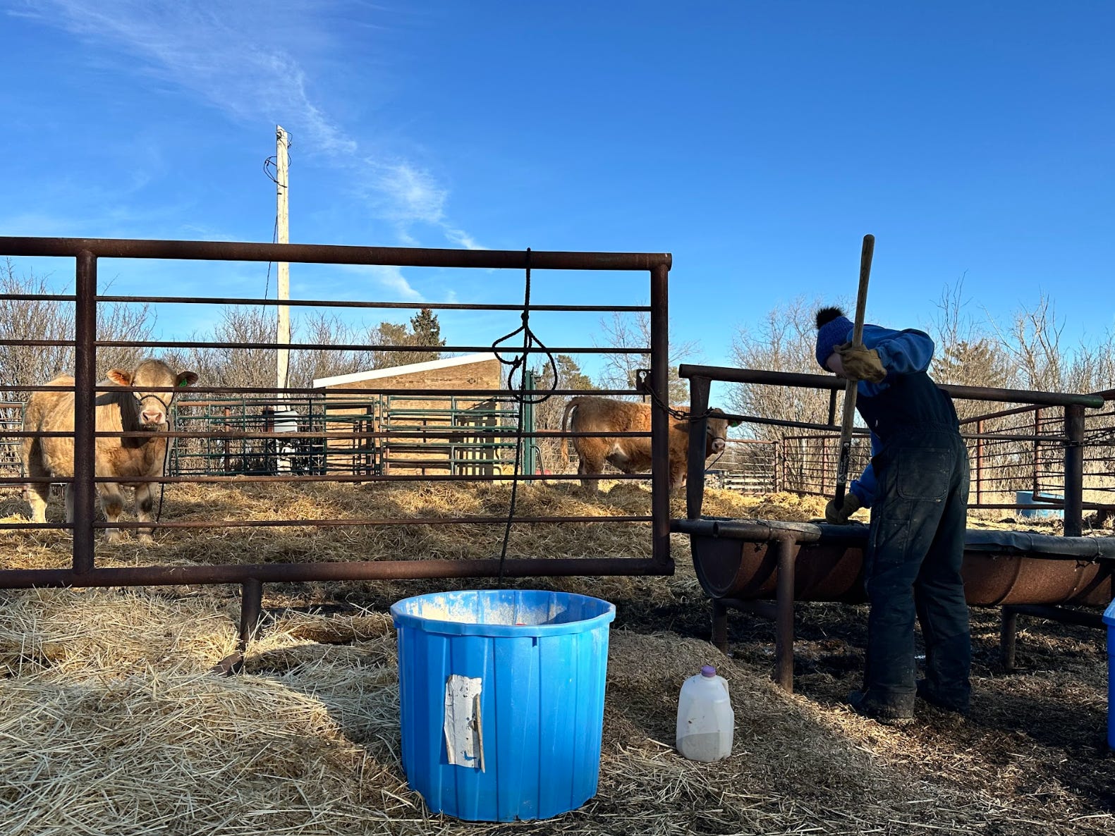 The writer's child doing morning chores on the farm, helping with calves.