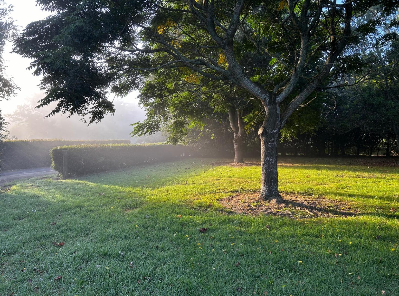 The writer's front yard in New Zealand.