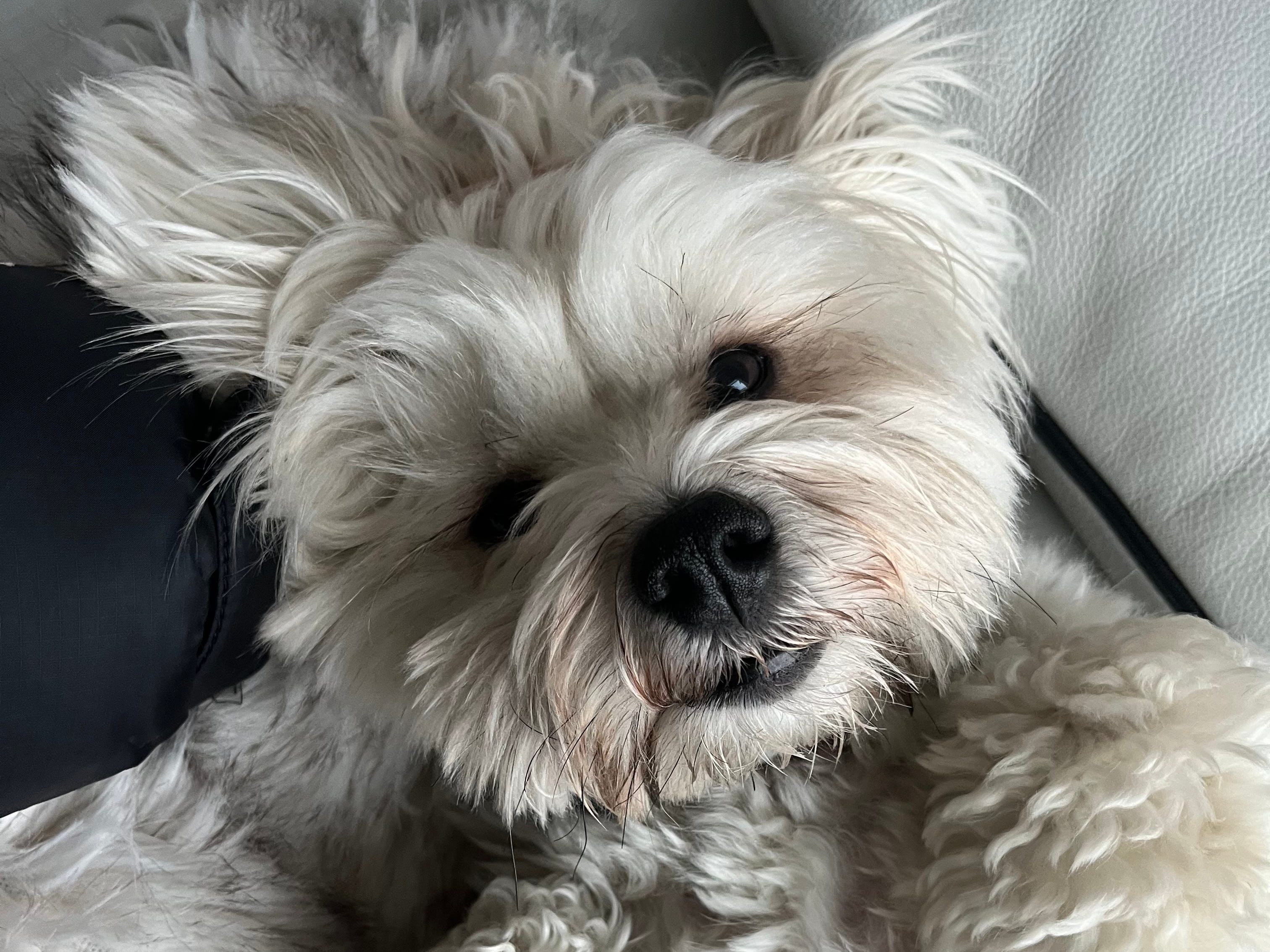 Dog posing