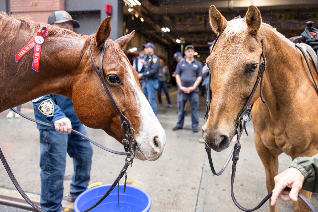 Two horses standing side-by-side, with handlers visible in the background.