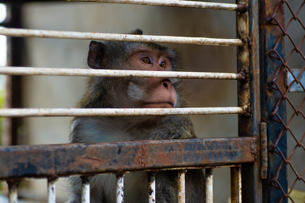 A rhesus macaque monkey in a rusty cage.