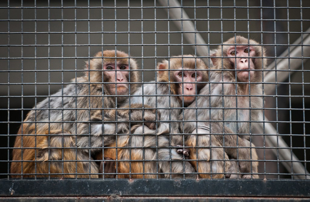 Three rhesus macaques looking through a wire cage.