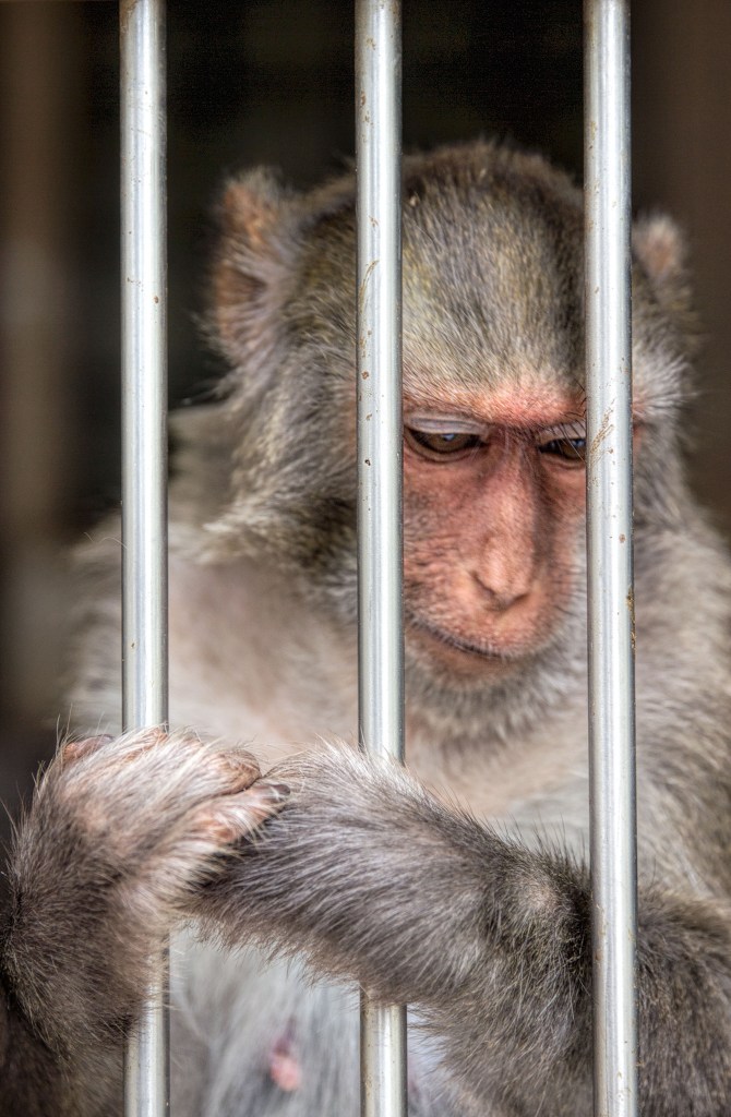A Rhesus Macaque monkey behind metal bars, looking down with its hands holding a bar.
