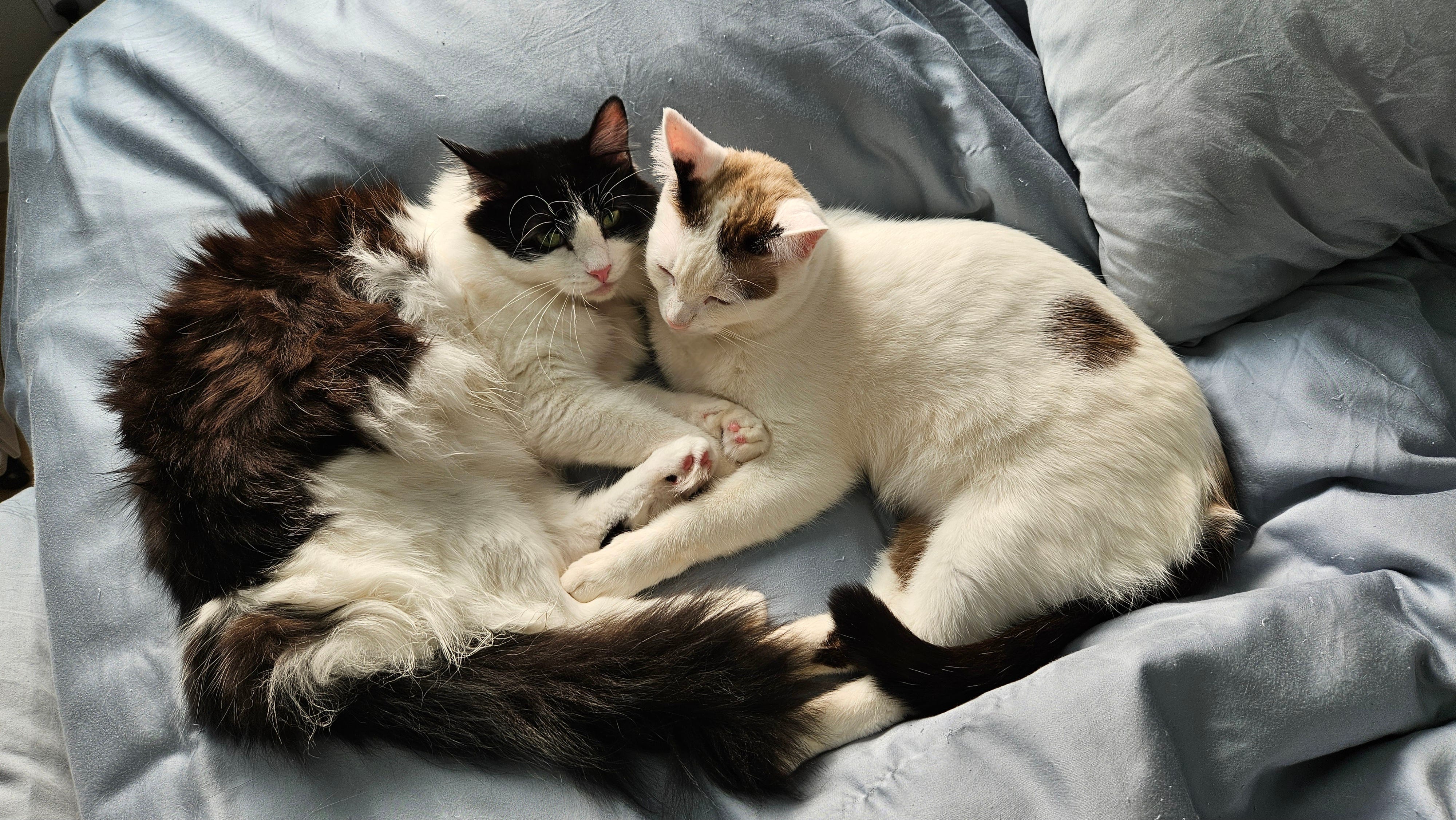 Two cats nap on blue bedding.