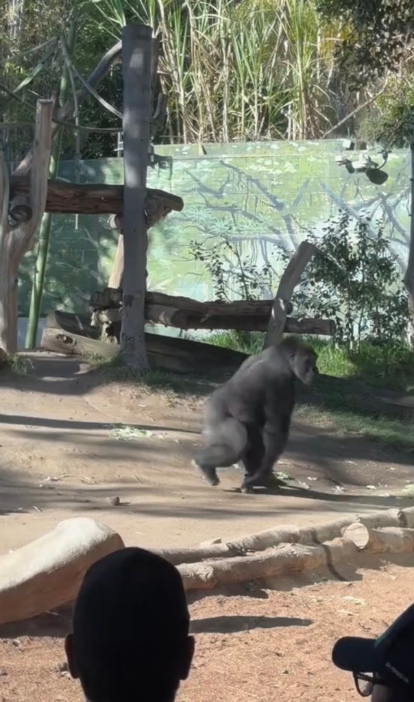 A gorilla walking in its enclosure at the San Diego Zoo.