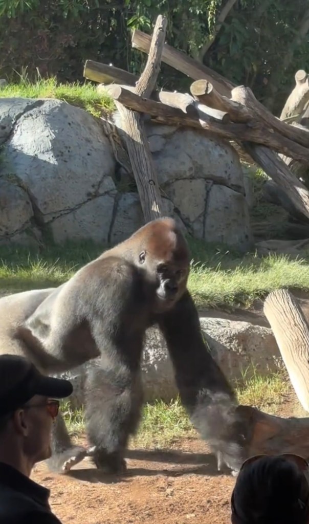 Gorilla hitting the glass wall of an enclosure.