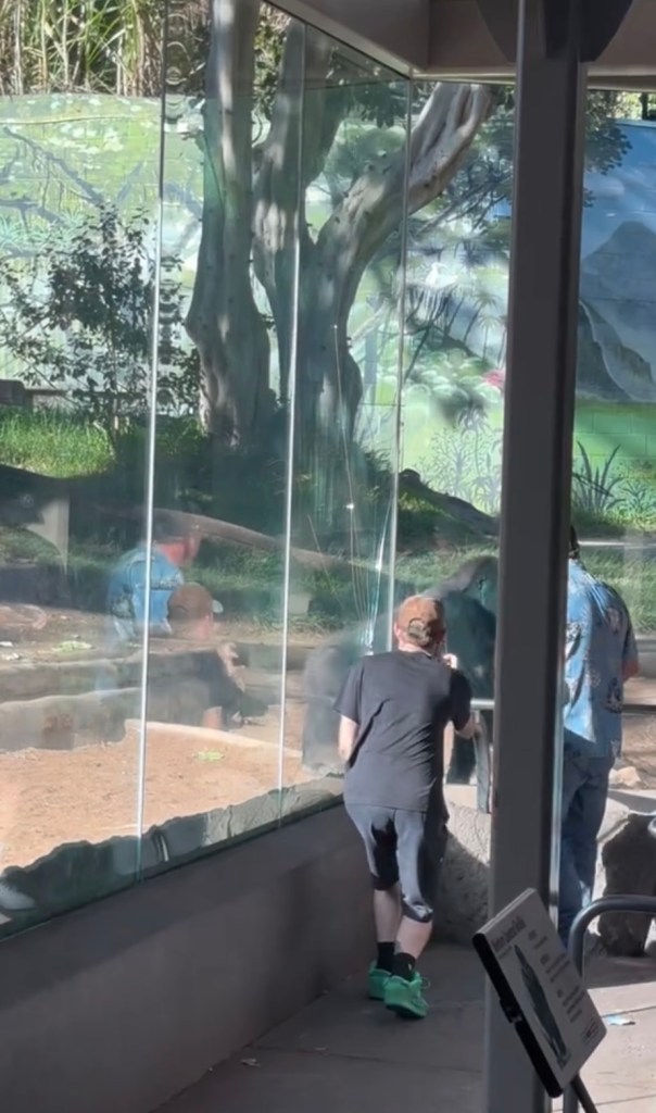 A gorilla inside its enclosure at the San Diego Zoo slams against the glass wall, alarming two visitors standing near the enclosure.