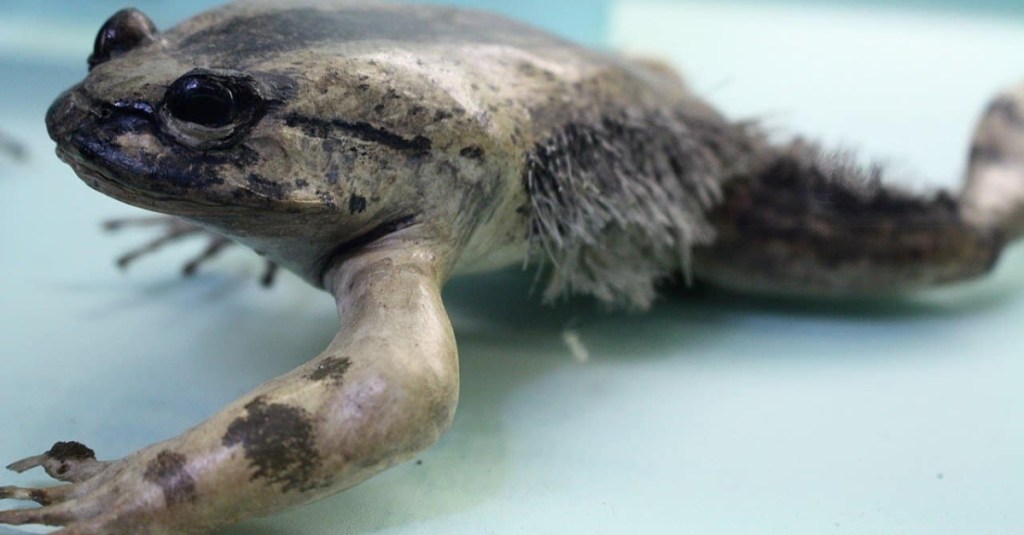 Wolverine Frog Breaks Its Own Bones to Turn Them into Sharp Claws