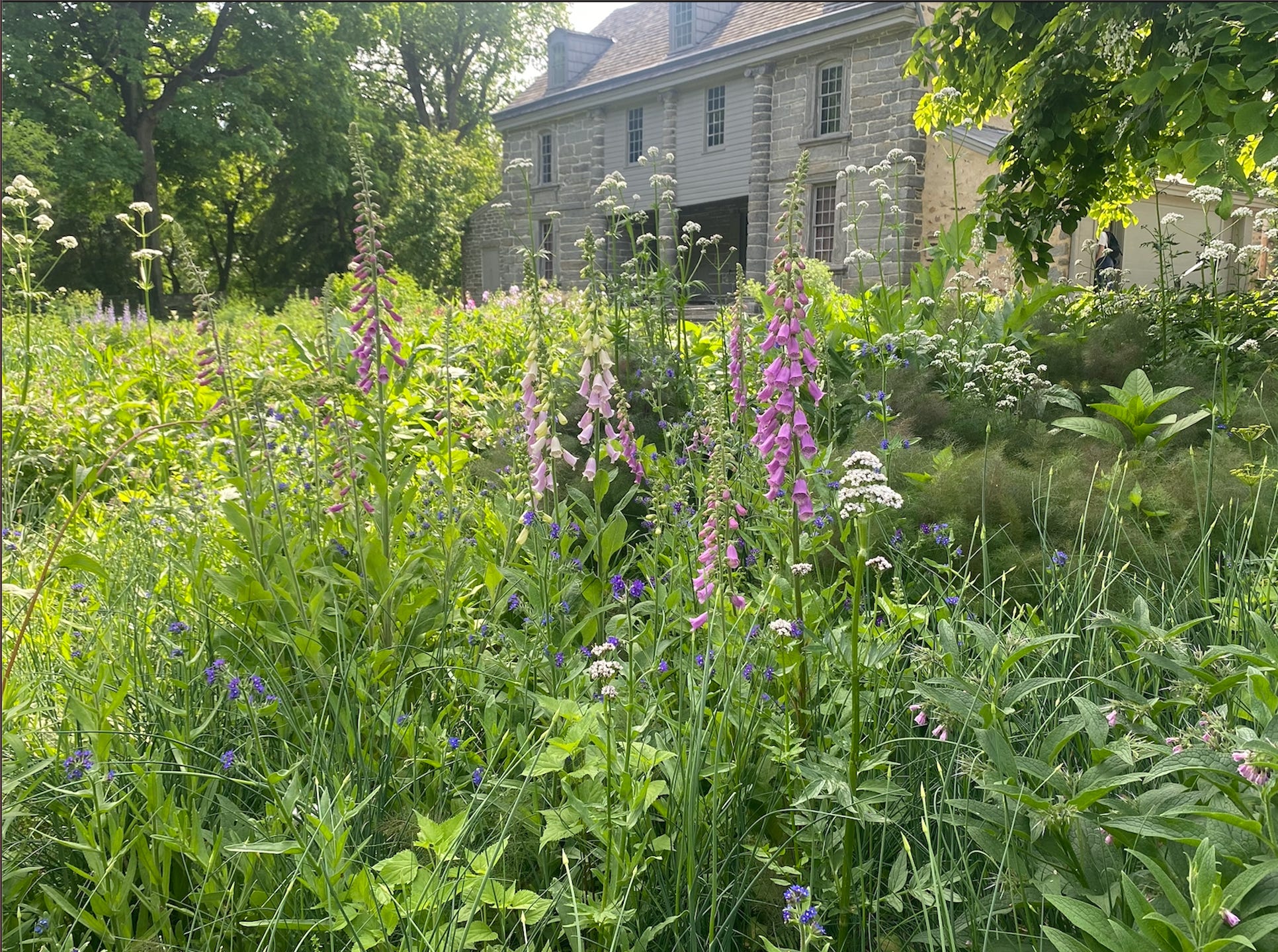 wildflowers and grass in a park in philadelphia
