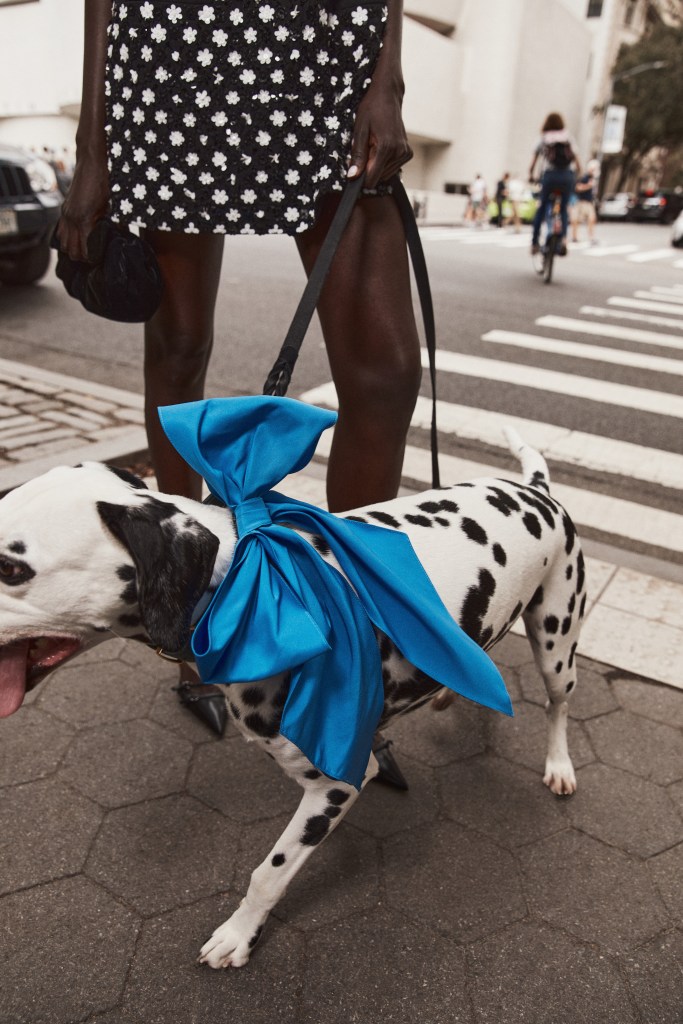 A person in a black-and-white floral skirt walks a Dalmatian wearing a large blue bow tie.