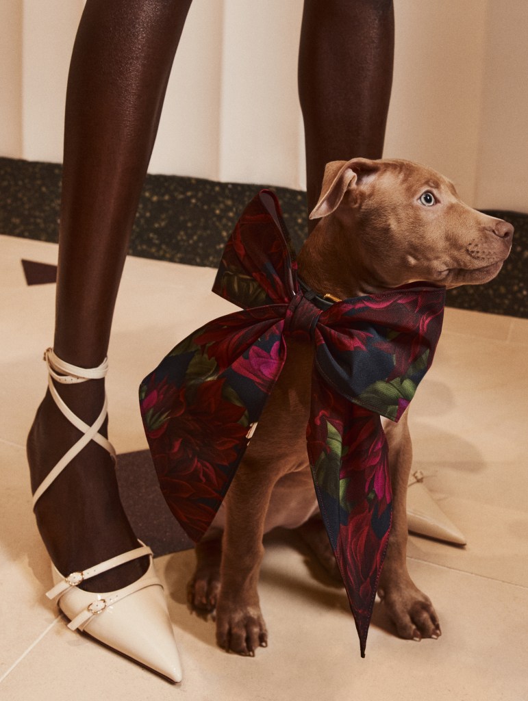 A brown dog wearing a large floral bow tie collar next to a person's legs and shoes.