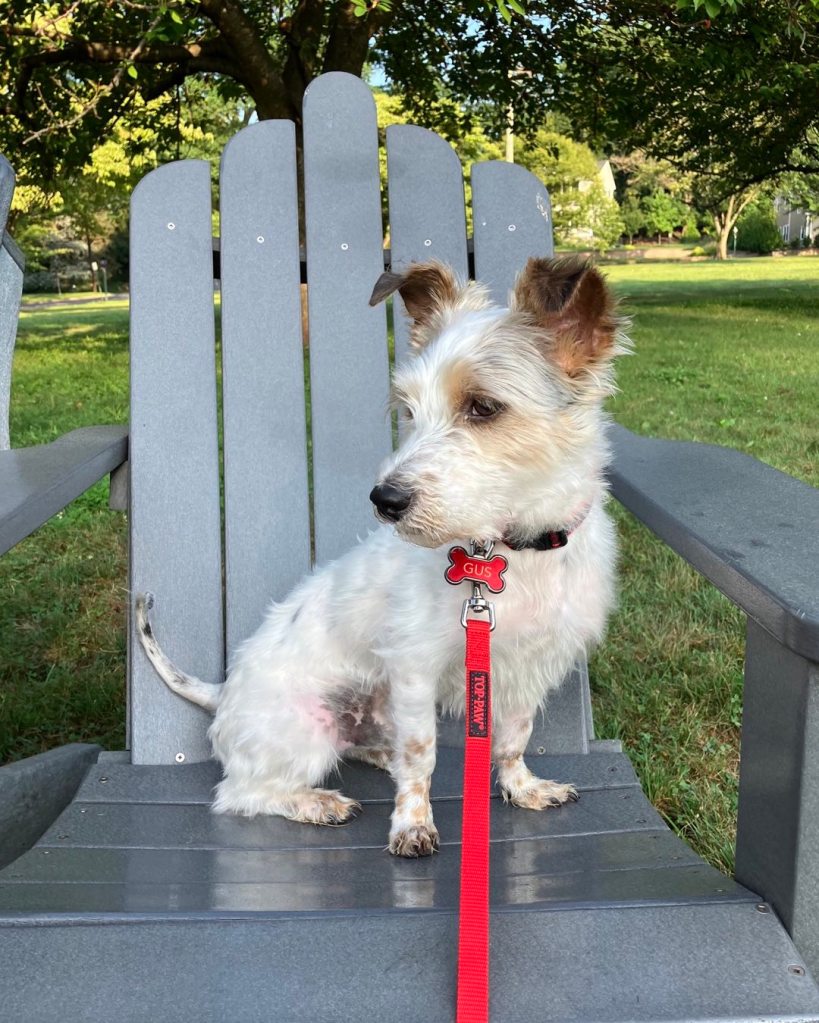 Gus, a white terrier mix with brown ears, sitting on a gray Adirondack chair.