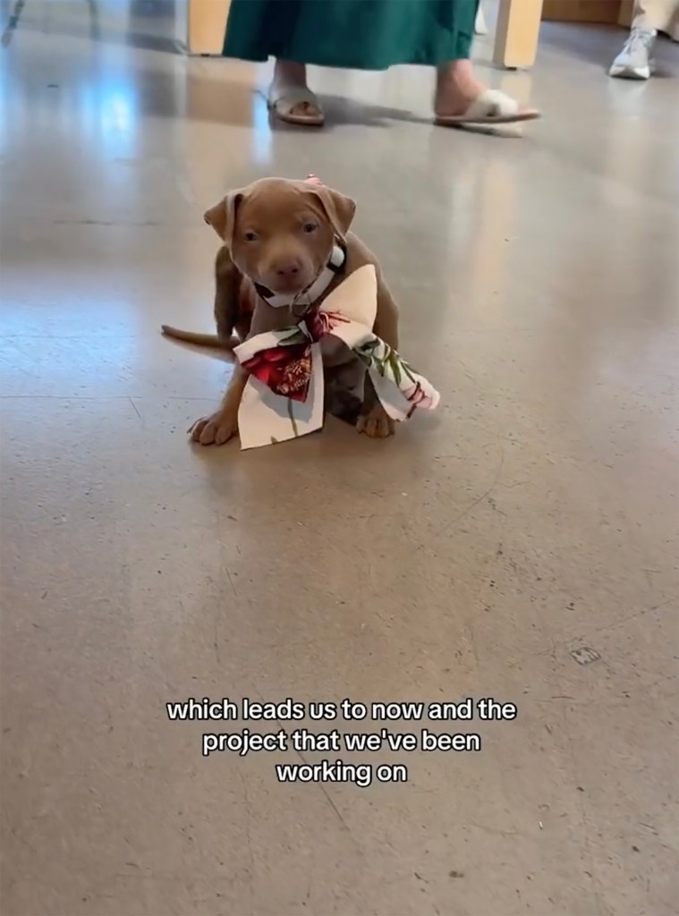 A brown puppy with a floral bow around its neck.