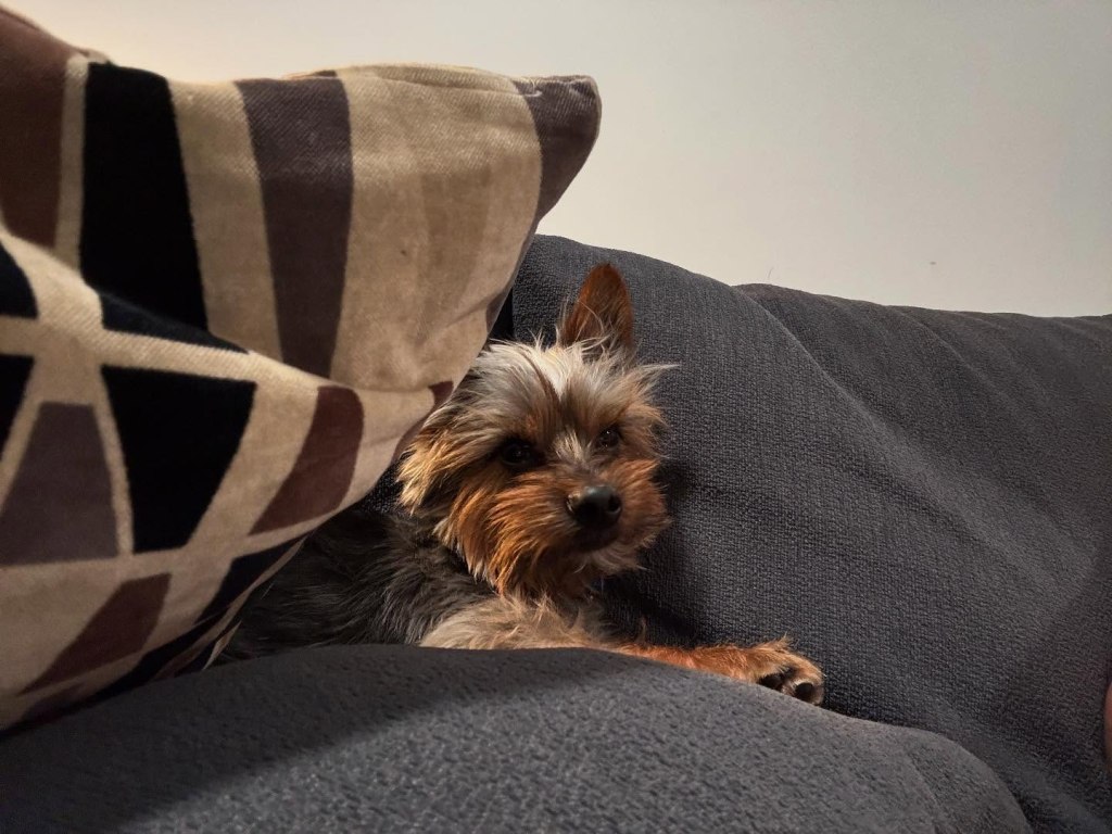 A small terrier dog peeks over a couch cushion.