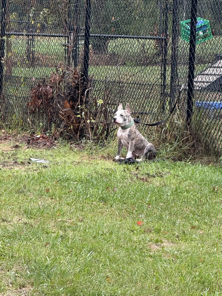 A dog was abandoned and tied to a fence as nor'easter storms hammered New Haven, Connecticut.