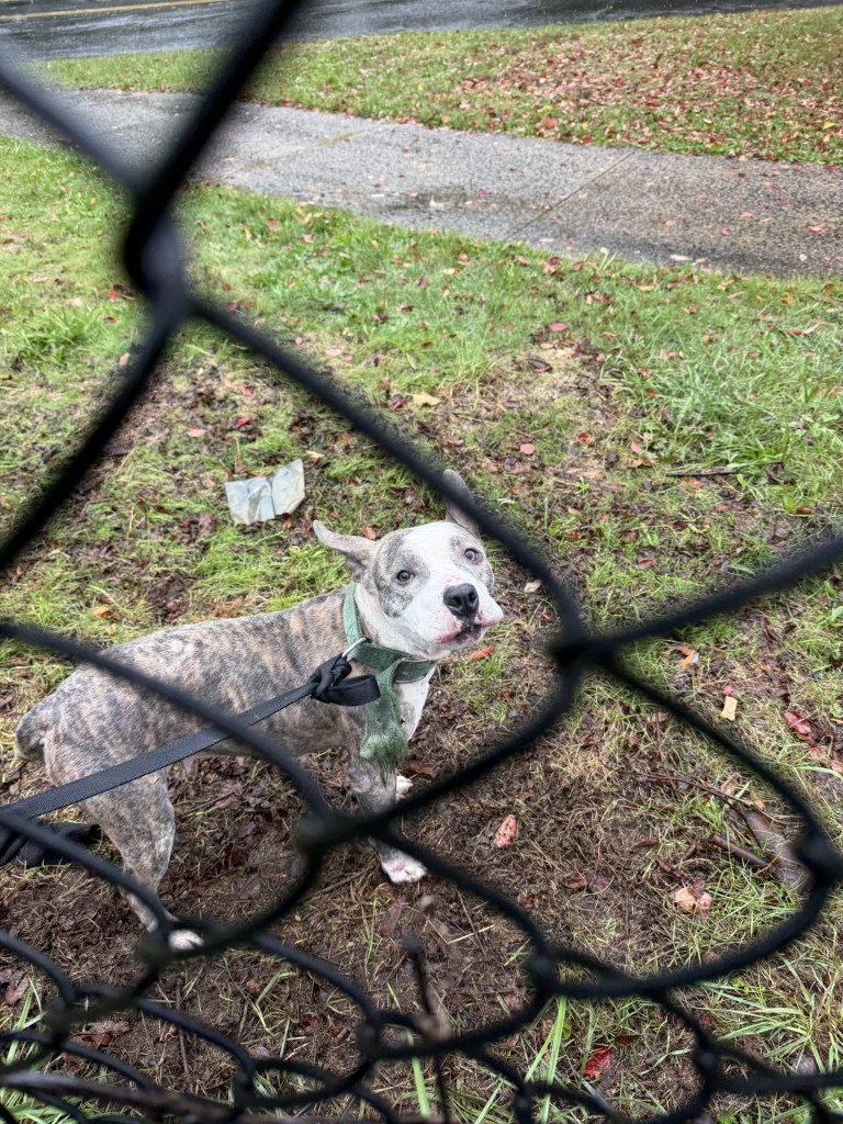 The Robin I. Kroogman New Haven Animal Shelter said the pooch is safe under their roof after being left out in the rain.