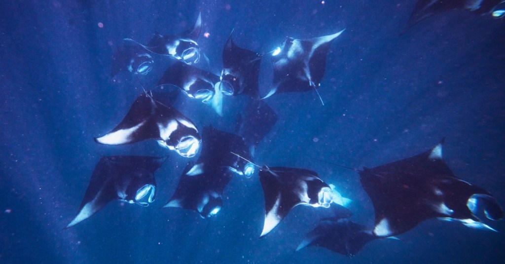 Manta Rays Dive Deep In The Ocean To Create A Mental GPS Map