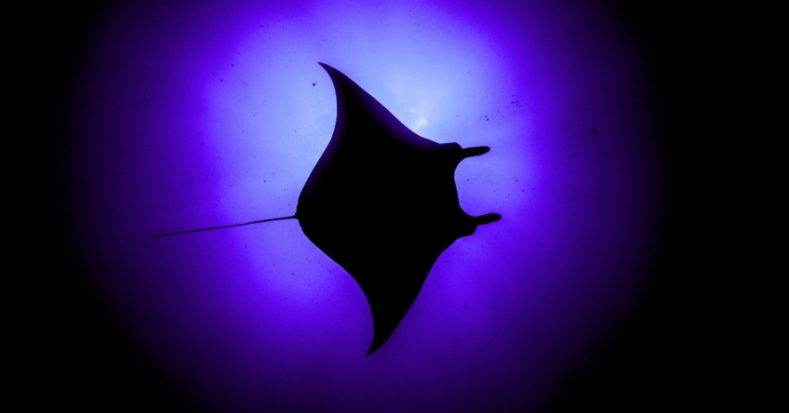 Manta Rays Have a Built-In GPS—and Dive to Extreme Depths to Use It
