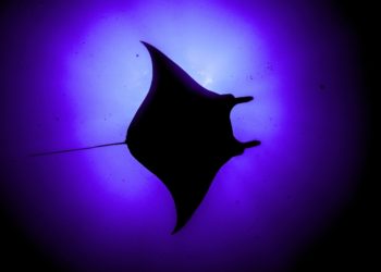 Manta Rays Have a Built-In GPS—and Dive to Extreme Depths to Use It