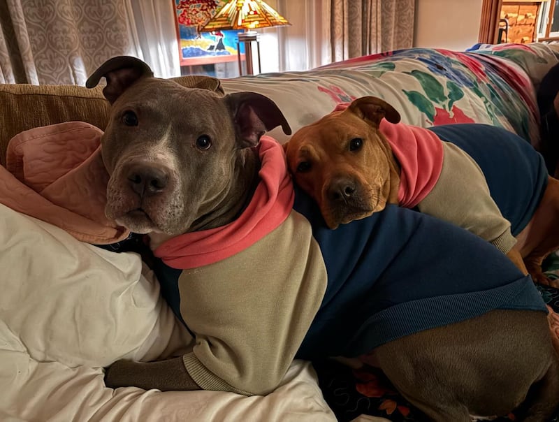 Two pitbull dogs, Bronxx on the left, Brooklyn on the right.