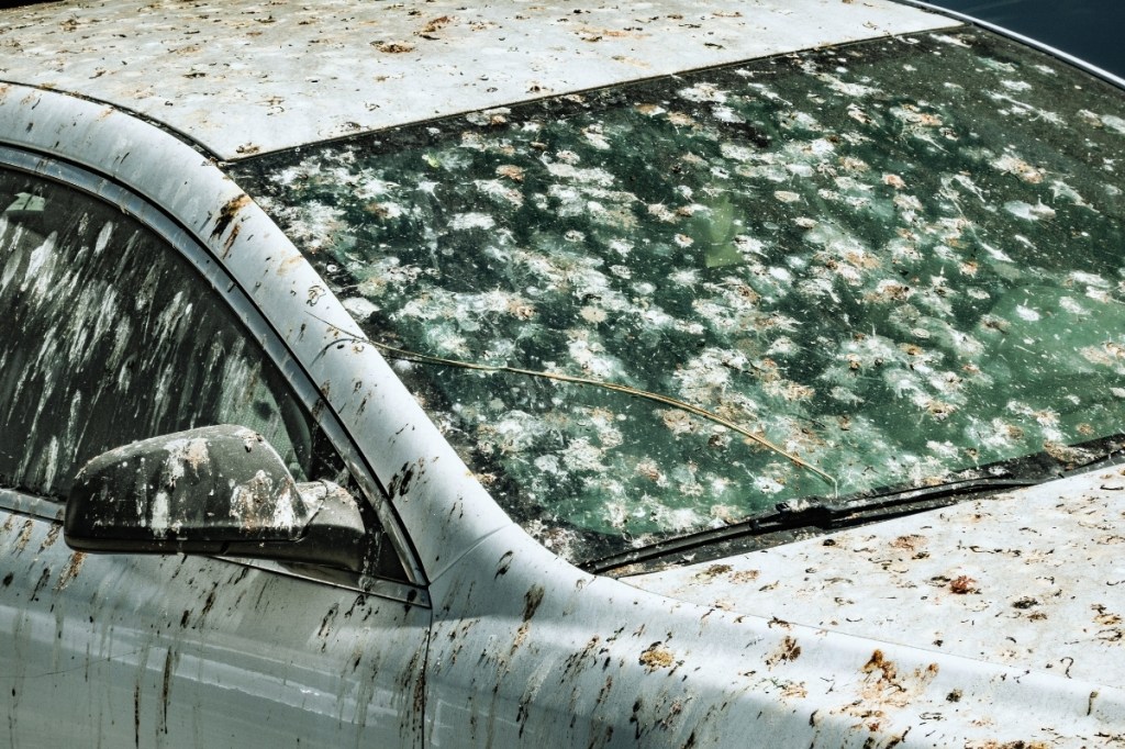 birds-prefer-pooping-on-specific-types-of-cars