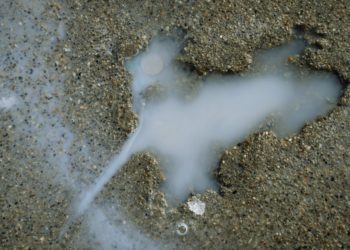 It Turns Out Chicago’s Viral ‘Rat Hole’ Wasn’t Made by a Rat After All