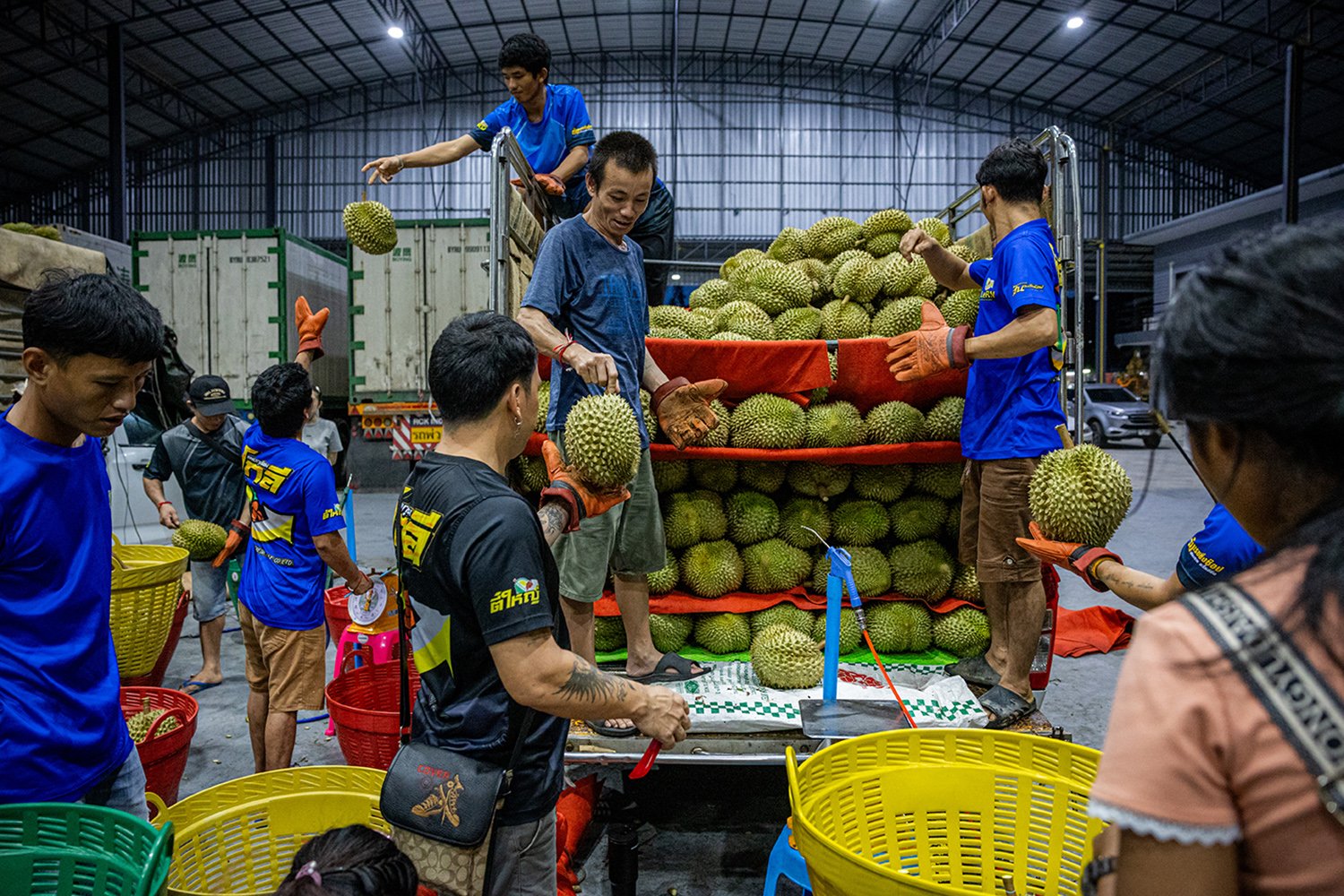Workers wearing gloves and using large colorful baskets unload spiky durian from a truck inside a large warehouse.