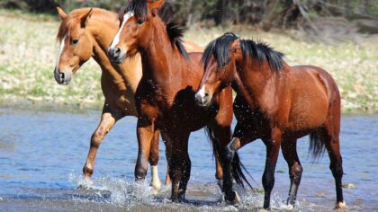 Scottsdale aims to relocate wild horses from Salt River to McDowell Sonoran Preserve