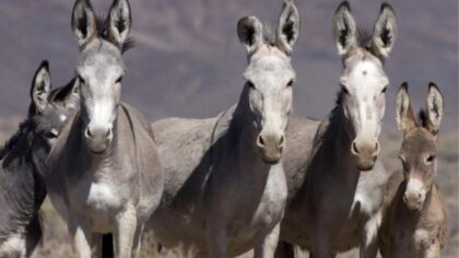 Bureau of Land Management seeks homes for wild burros and horses in Arizona