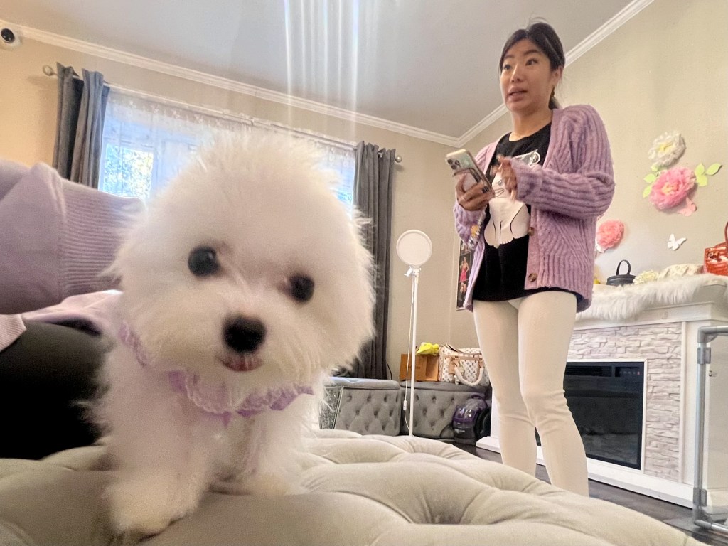 A white fluffy dog with a purple collar sits on a bed, looking at the camera, while a woman in a purple sweater and white pants stands in the background looking at her phone.