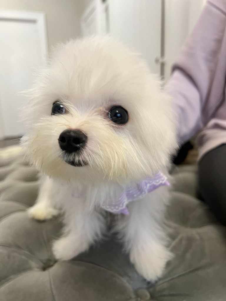 A white fluffy teacup puppy wearing a purple collar with white lace.
